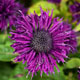 miniature monarde Purple Rooster