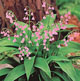 Photo miniature muguet majalis rosea