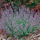 miniature Nepeta Little Trudy