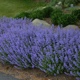 miniature Penstemon Purrsian Blue