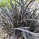 miniature Ophiopogon Nigrescens