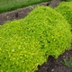 miniature Origanum Drops of Juniper 