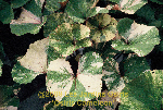 ligularia hybride