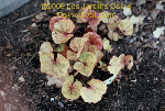 ligularia hybride