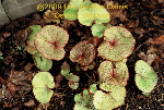 ligularia hybride