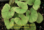 ligularia hybride