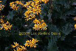 ligularia hybride