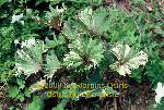 ligularia hybride