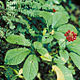Photo miniature Panax quinquefolius