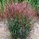 miniature panicum Prairie Fire