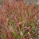 miniature panicum Shenandoah