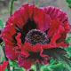 miniature Papaver Harlem