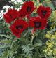 miniature Papaver Matador