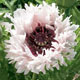miniature Papaver Miss Piggy