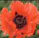 miniature papaver Turkenlouis 