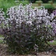 miniature Penstemon Onyx and Pearls 