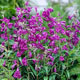 miniature Penstemon Pinacolada