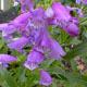 miniature Penstemon Prairie Dusk