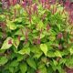 miniature Perovskia Golden Arrow