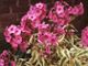miniature Phlox Becky Towe