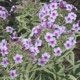 miniature Phlox Darwin's Joyce 