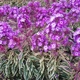 miniature Phlox Olympus