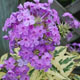 miniature phlox Shockwave 