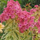 miniature Phlox Becky Towe