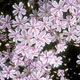 miniature phlox Candy Stripe 