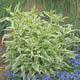 miniature Phlox Darwin Joyce.jpg