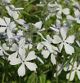 miniature phlox white perfume 