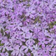 miniature phlox Emeerald Blue 