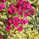 miniature Phlox Gold Mine