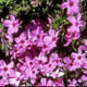 miniature phlox Red Wing 