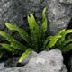 miniature Phylitis Scolopendrium