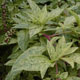 miniature Phytolacca Americana Silberstein