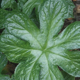 Photo miniature podophyllum versipelle
