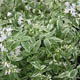 miniature Polemonium Touch of Class