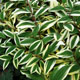 miniature polygonatum Double Stuff
