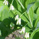 miniature Polygonatum commutatum