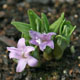 miniature polygonatum hookeri 