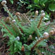 miniature Polystichum Mossy Mama