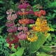 miniature Primula Candelabre