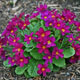 miniature Primula Sophie