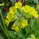 miniature Primula Veris
