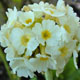 miniature Primula denticulata