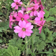 miniature Primula ksoana