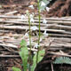 Photo miniature Pteridophyllum racemosum