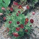 miniature Pulastilla Vulgaris Rubra