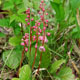 Photo miniature Pyrola incarnata